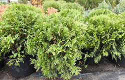 Туя западная Даника